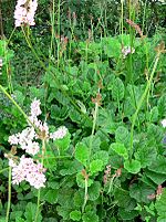 Pienoiskuva sivulle Francoaceae