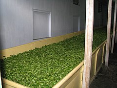 Darjeeling tea processing