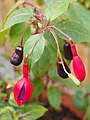 Fuchsia 'Howlett's Hardy', Fuksja 'Howlett's Hardy', 2019-07-20