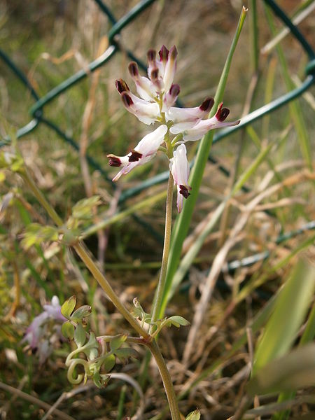 File:Fumaria capreolata 01.JPG