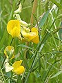 Meadow Vetchling, Lathyrus pratensis, in anthill meadow