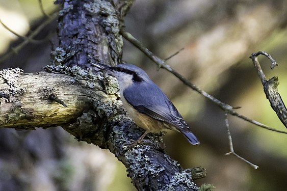 Gabeador azul (Sitta europaea) en Sysne, Gotland