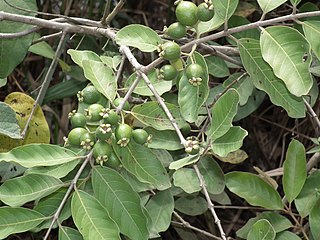 <i>Campomanesia adamantium</i> Species of flowering plant