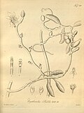 Miniatura para Galeola nudifolia