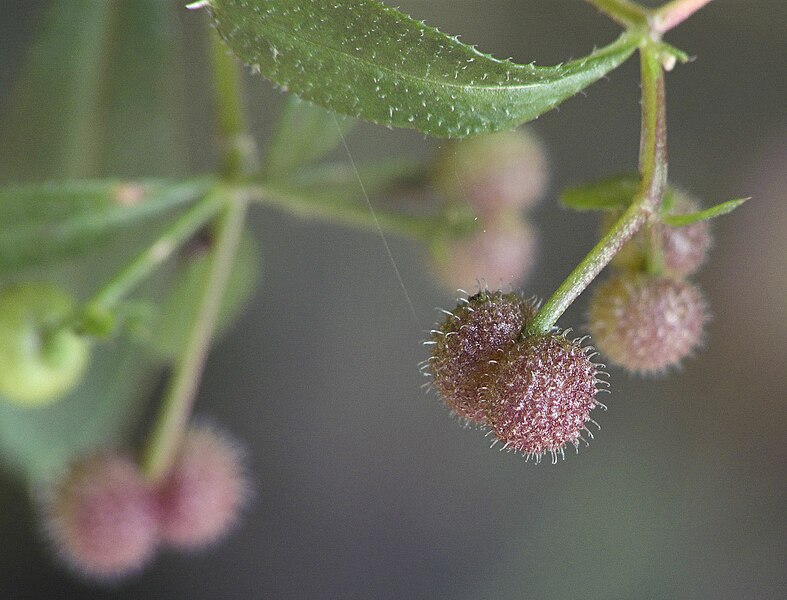 File:Galium aparine fruits, kleefkruid vruchten.jpg