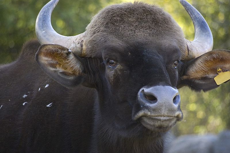 File:Gaur at Toronto Zoo.jpg