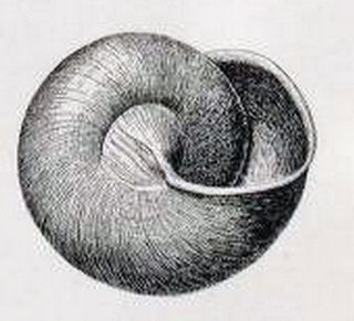 <i>Gaza rathbuni</i> Species of gastropod