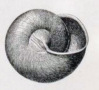 <i>Gaza rathbuni</i> species of mollusc