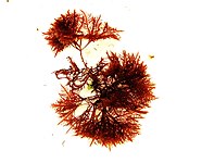 Gelidium spinosum