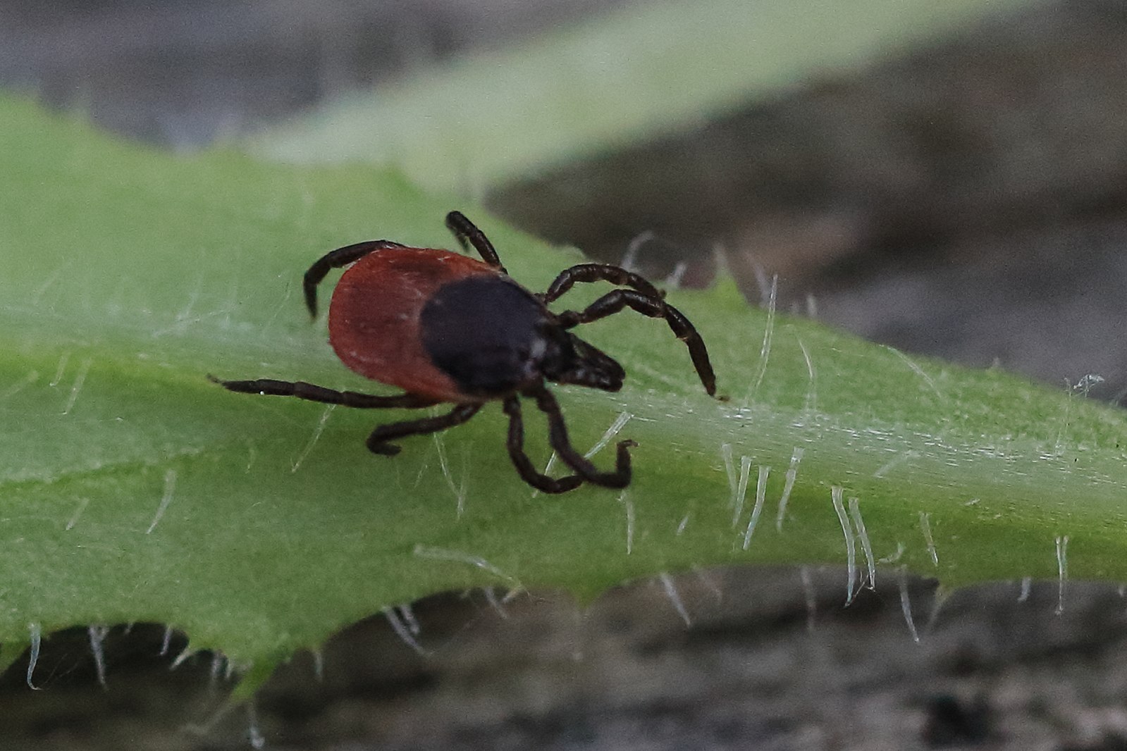 Ixodes ricinus фото