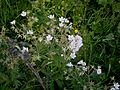 Geranium rivulare