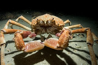 <i>Leptomithrax gaimardii</i> Species of crab – Great spider-crab