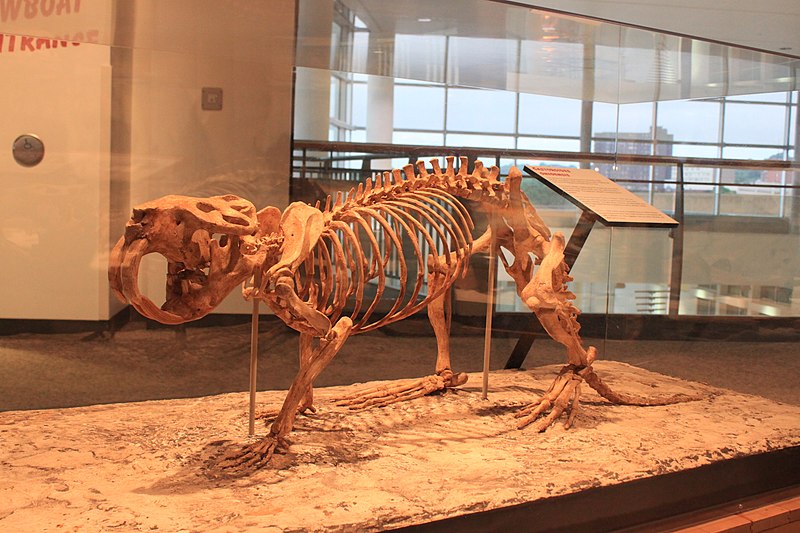 File:Giant Pleistocene Beaver, Castoroides ohioensis.jpg