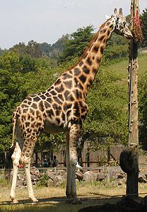 Giraffa Camelopardalis: Etimologia, Descrizione, Sottospecie