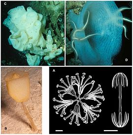 Разнообразие стеклянных губок. A — микрофотография микросклер (скранирующая электронная микроскопия), B — Hyalonema sp., C — Atlantisella sp., D — Lefroyella decora
