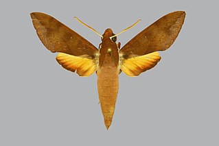<i>Gnathothlibus dabrera</i> Species of moth