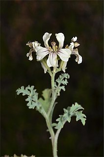 <i>Goodenia calcarata</i> Species of plant