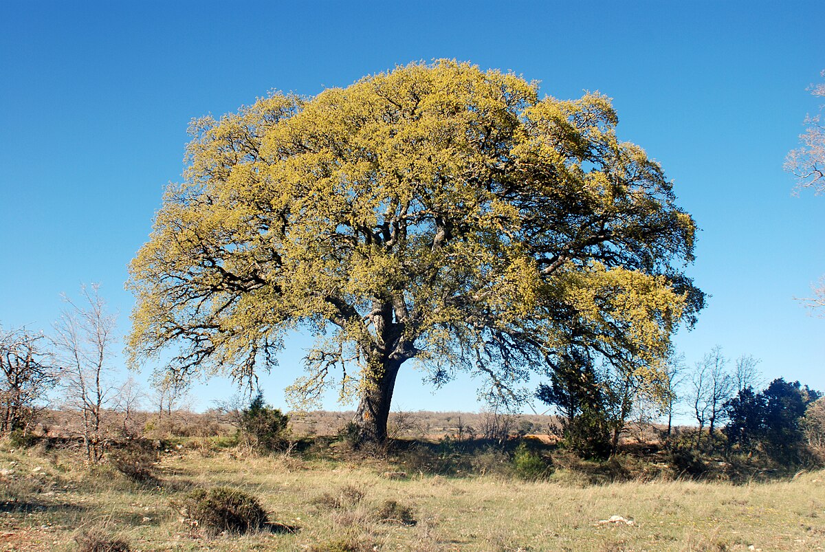 holm oak