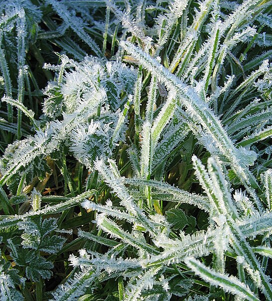 File:GrassCoatedInFrost.jpg