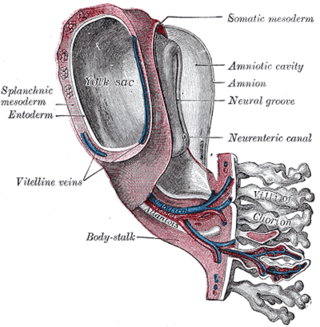 <span class="mw-page-title-main">Vitelline arteries</span>