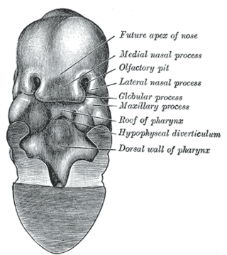 <span class="mw-page-title-main">Nasal placode</span>