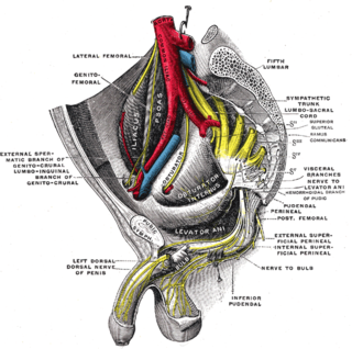 <span class="mw-page-title-main">Presacral space</span>