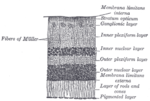 Thumbnail for Internal limiting membrane