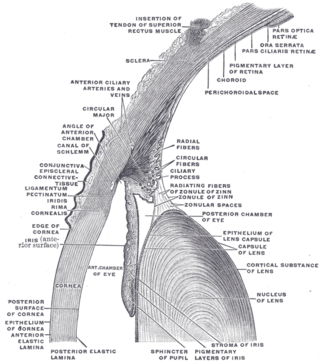 <span class="mw-page-title-main">Stroma of iris</span> Connective and vascular tissue of the iris