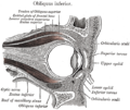 Sagittal section of right orbital cavity