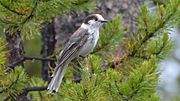 Thumbnail for File:Gray Jay (14422039919).jpg