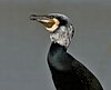 Great Cormorant (Phalacrocorax carbo) near Hodal W IMG 6516.jpg