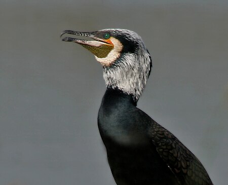 Fail:Great_Cormorant_(Phalacrocorax_carbo)_near_Hodal_W_IMG_6516.jpg