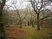 The wooded east slope of Great Mell Fell. Little Mell Fell is seen through the trees