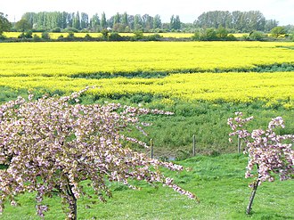 A field of rape, Felthamhill Green Belt, Felthamhill - geograph.org.uk - 785517.jpg