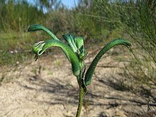 Green kangaroo paw in native habitat.jpg