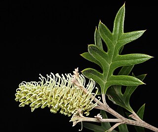 <i>Grevillea willisii</i> Species of shrub in the family Proteaceae endemic to Victoria, Australia