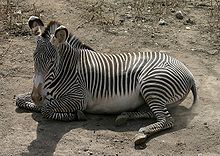 Grevy's zebra Grevy's Zebra.jpg