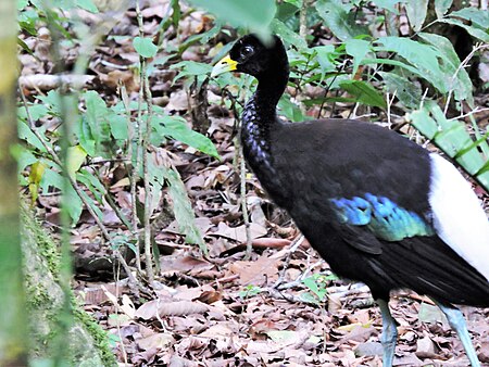 Grey-winged trumpeter (Chalalan).jpg