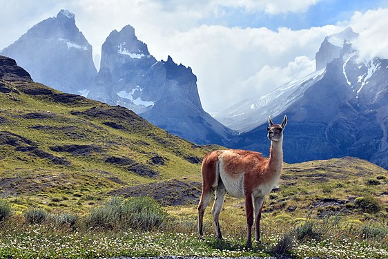 Guanaco (Lama guanicoe) in Torres del Paine National Park. Photograph: Georgibulgaro