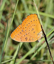 Цесарка-бабочка Hamanumida daedalus.jpg 