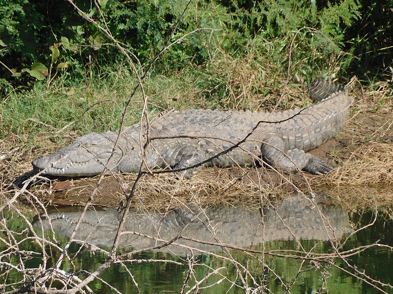 File:Guj21 Sasan Gir near Madhuvanti dam Mugger crocodile.jpg