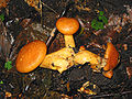 Gymnopilus spectabilis JPG1.jpg