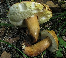 Gyroporus castaneus 59770.jpg