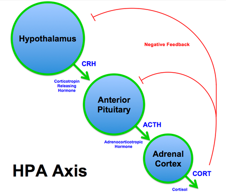 ไฟล์:HPA_Axis_Diagram_(Brian_M_Sweis_2012).png