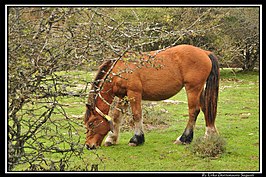 Heavy horse, Venta de Urbasa, Navarre, Espagne.jpg