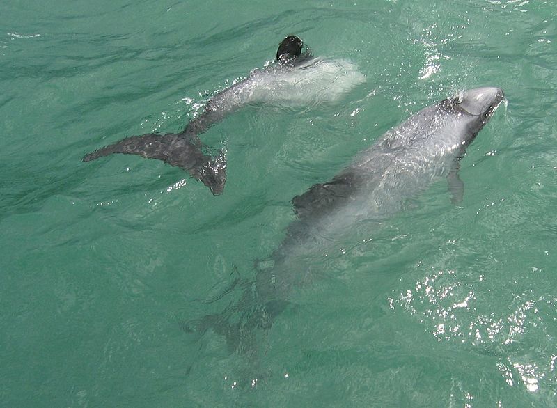 File:Hector's Dolphins in Porpoise Bay.jpg