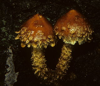 <i>Hemistropharia</i> Genus of fungi