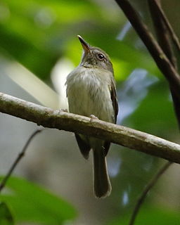 Snethlages tody-tyrant Species of bird