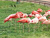 Flamingos in Henry Vilas Zoo