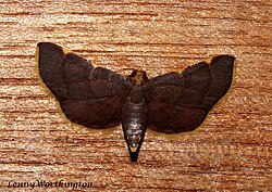 Herculia nigrivitta (Walker, 1863) (23174159726).jpg